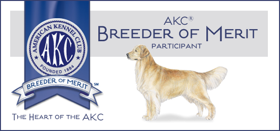 Raap bladeren op per ongeluk straal Sun Golden - Golden Retrievers