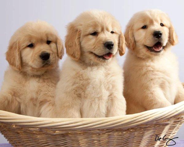 purebred golden retriever breeders