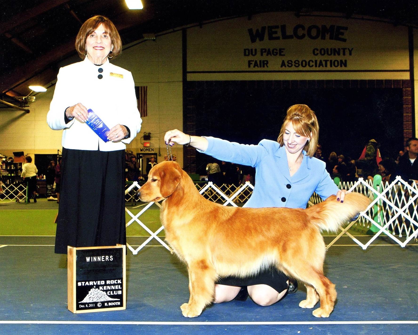 Sun Golden Golden Retrievers
