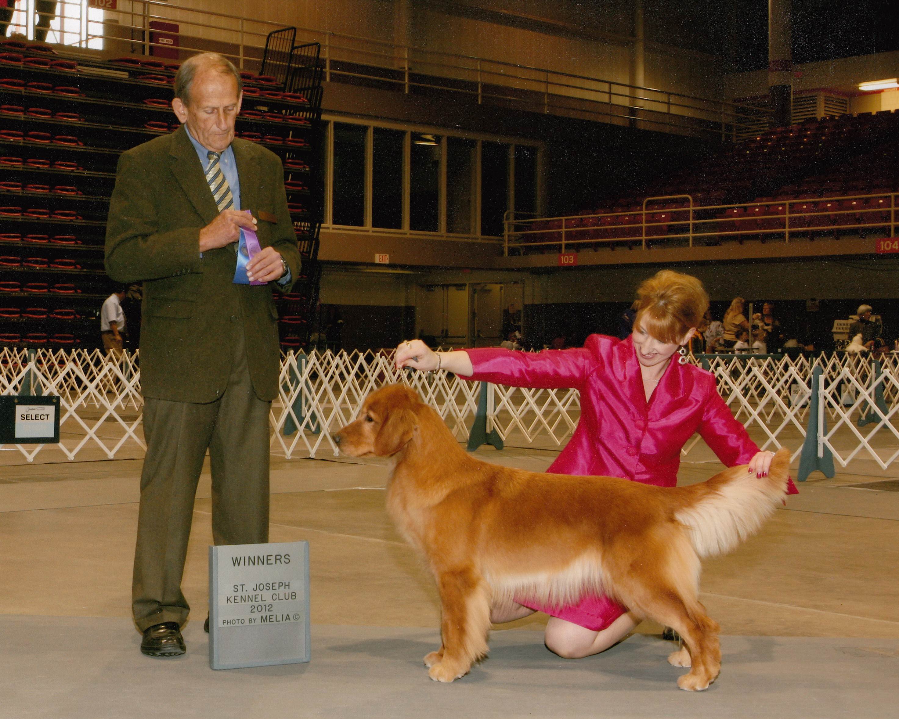 golden retriever puppies des moines iowa sun golden golden retrievers golden retriever puppies des moines iowa sun golden golden retrievers