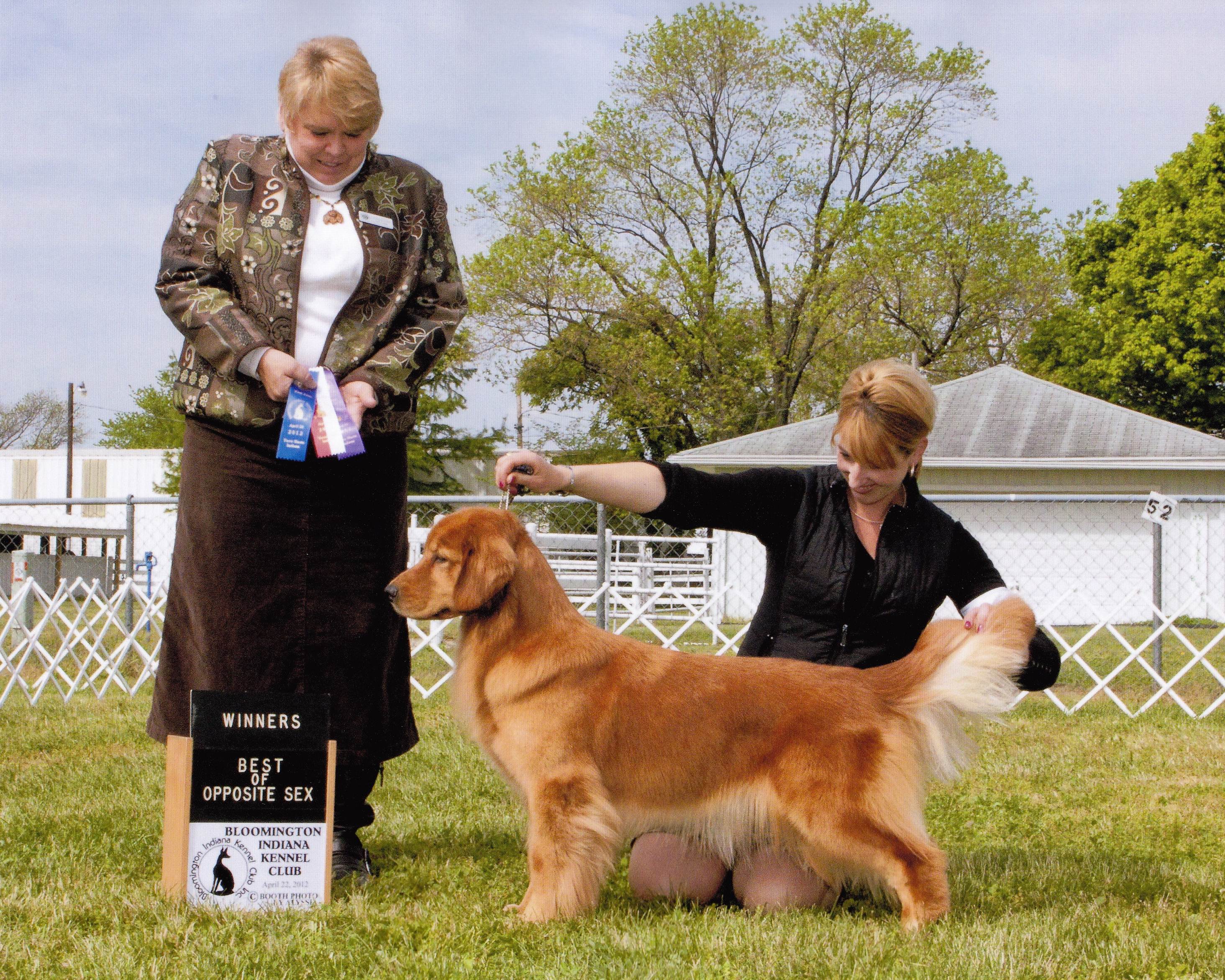 Sun Golden Golden Retrievers