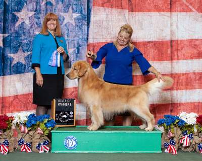 Sun Golden Golden Retrievers