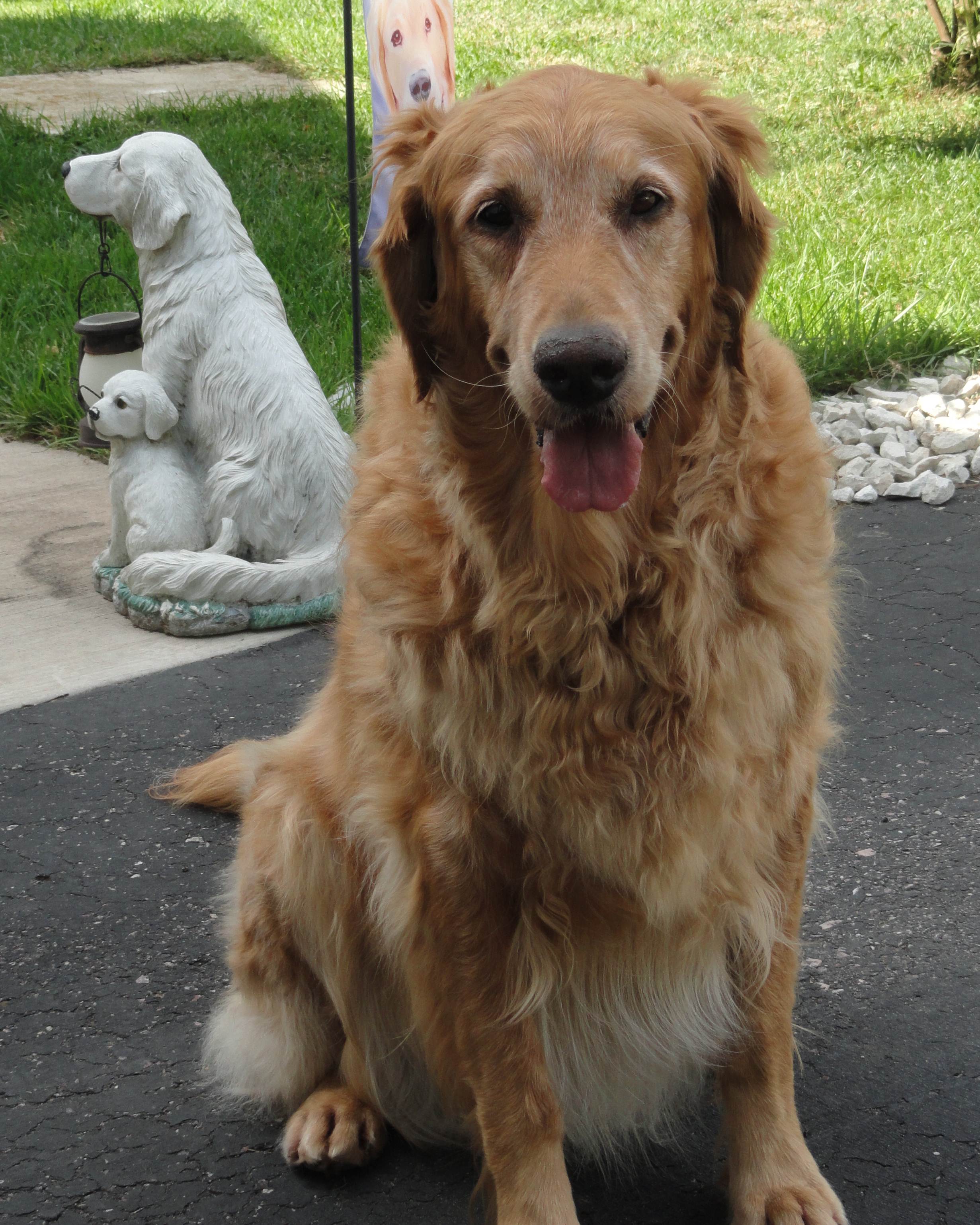 Sun Golden Golden Retrievers