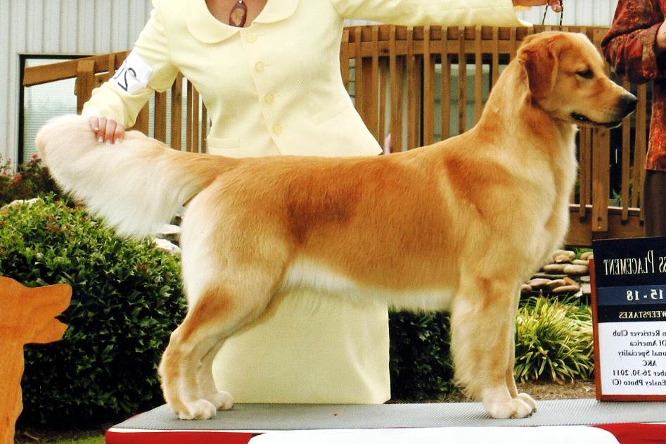 Sun Golden Golden Retrievers