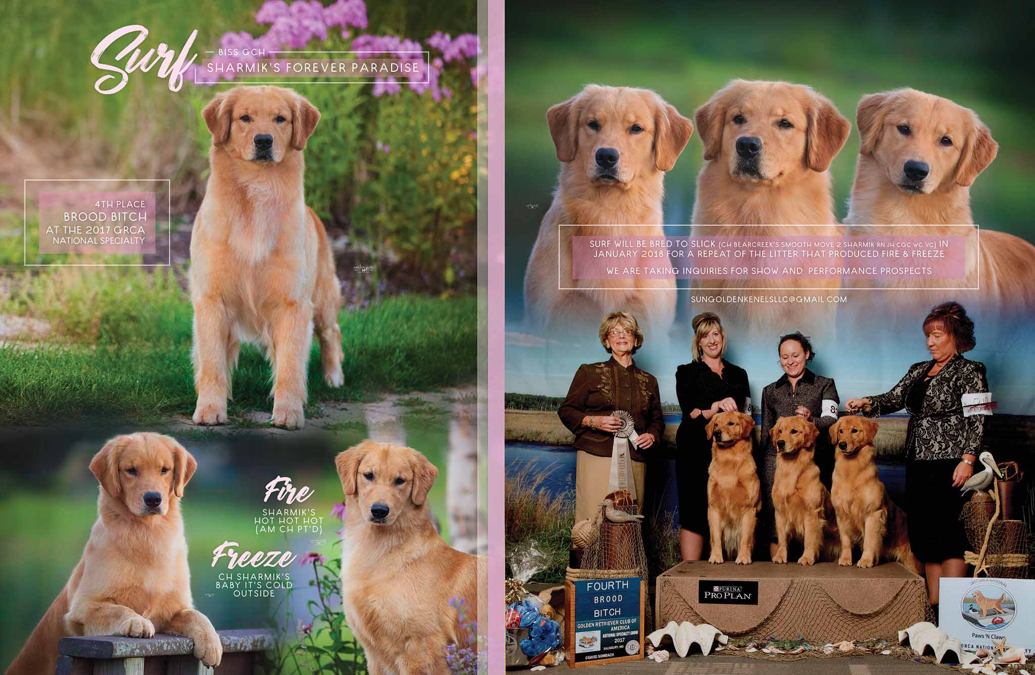 Sun Golden Golden Retrievers