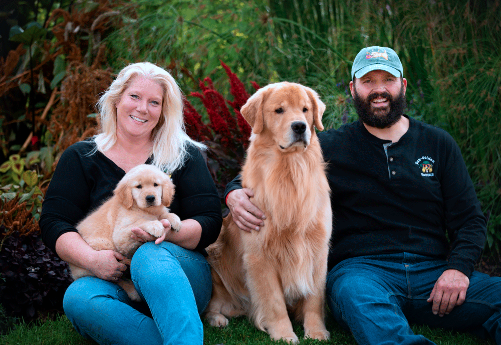 Sun Golden - Golden Retrievers