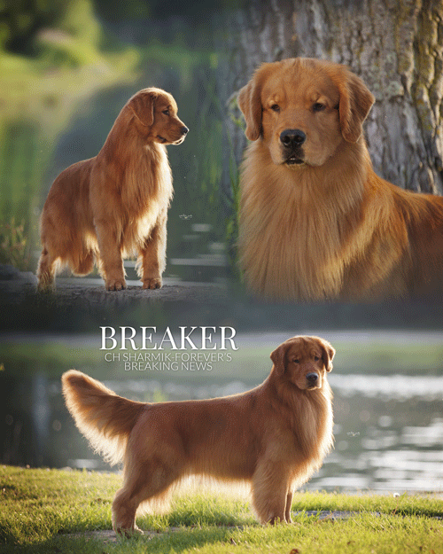 Ukc golden retriever discount